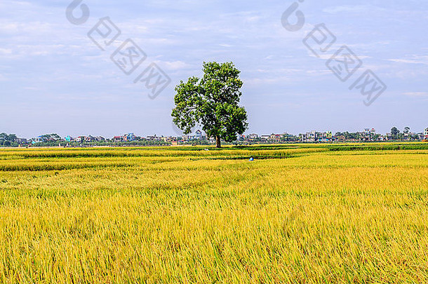 越南的稻田梯田