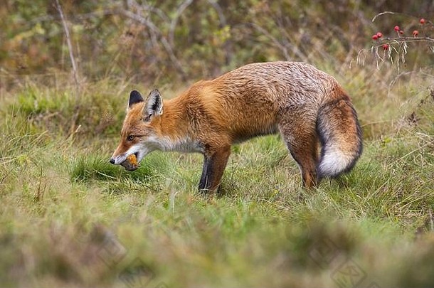 凶猛的红狐在草地上叼着死去的欧洲知更鸟