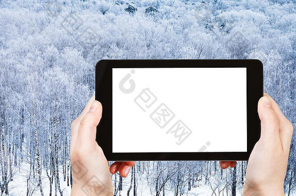 天气概念-手持平板电脑，带切割屏幕，冬季背景为冰冻森林