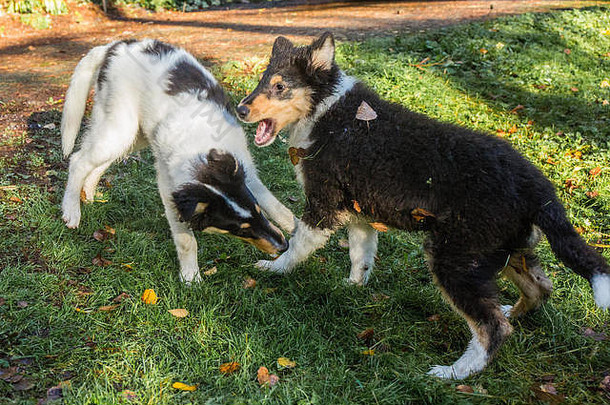 两只15周大的粗牧羊犬，西莫斯和塔维什，在美国华盛顿州的博塞尔的院子里<strong>打闹</strong>