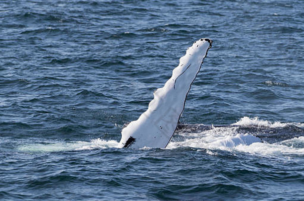 鲸鱼看经验海岸大西洋