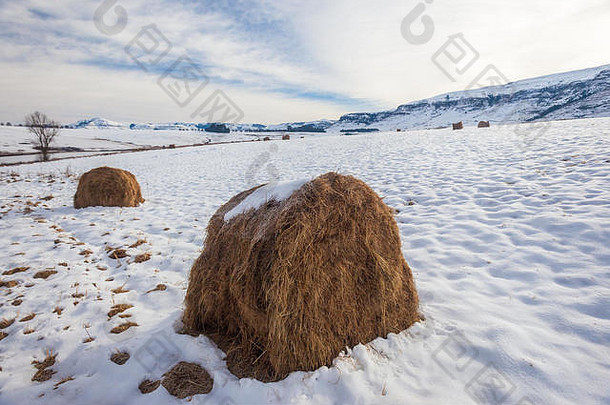 冬天的雪覆盖了农场的景观，为牲畜准备了动物饲料草包