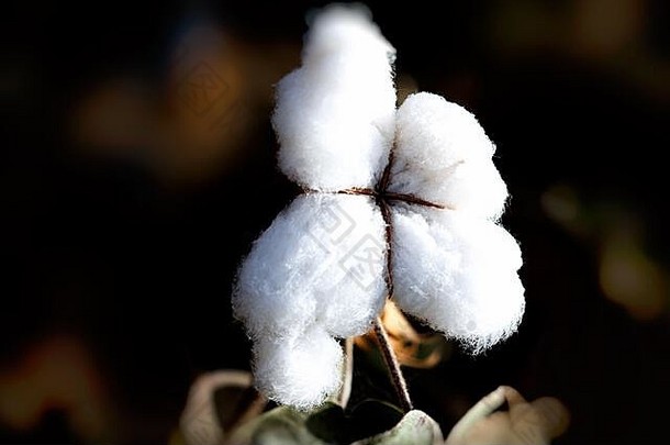纤维棉花charkilik中国