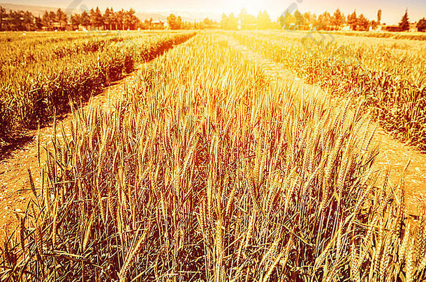秋天的麦田，金黄干燥的黑麦茎在明亮的黄色阳光下，田园风光，植物栽培，<strong>秋意</strong>盎然