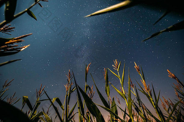 夏季农业季节绿色玉米田种植的自然夜空星空和银河的底图。乡村上空的夜星