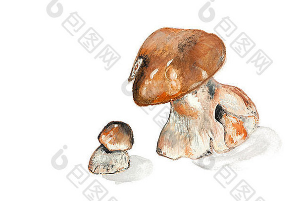 可食用的木蘑菇大小手工制作的丙烯酸绘画插图白色纸艺术背景