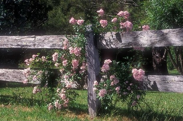 粉红色的玫瑰灌木（蔷薇属），生长在花园的旧木栅栏上。