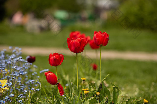 美丽的红色郁金香和美丽的<strong>浅紫</strong>色花束。白天在公园自然光下拍摄