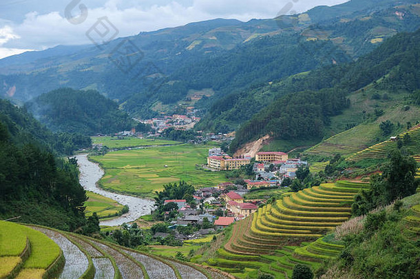 越南景观鸟瞰图。越南下江村的黄色稻田。版税优质免费库存稻田图片