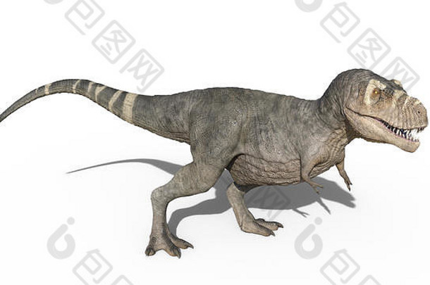 霸王龙恐龙，站立的霸王龙爬行动物，白色背景上隔离的史前侏罗纪动物，3D插图