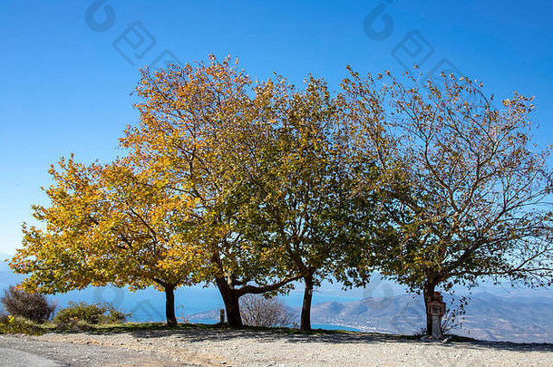 山边立着三棵梧桐树。俯瞰大海和群山。希腊
