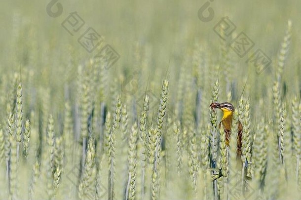 嘴上有昆虫的黄鸟，栖息在小麦丛中