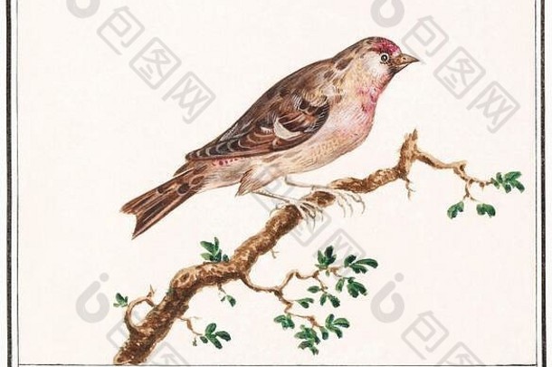 一幅可爱的复古插图，以一只鸟为特色