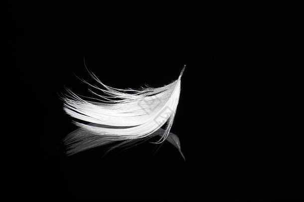黑色背景上的白色羽毛，带有反光-和平、和谐、精致、平静、天使、信仰、宁静、精神、失重