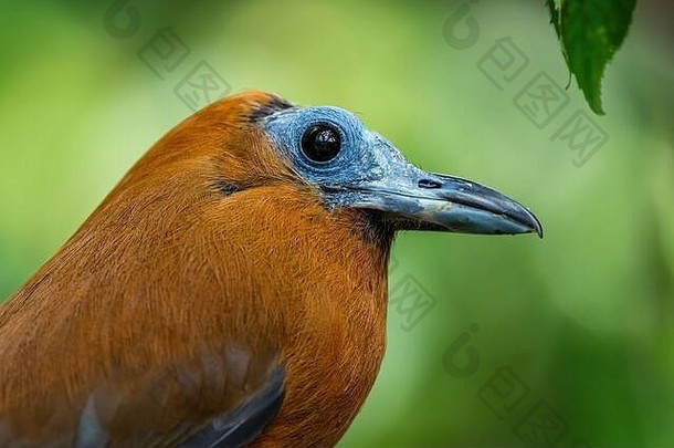 卷尾猴鸟perissocephalus三原色美丽的特殊的鸟南美国森林亚马逊巴西