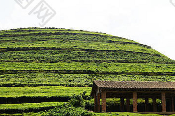 卢旺达西北部的茶园。