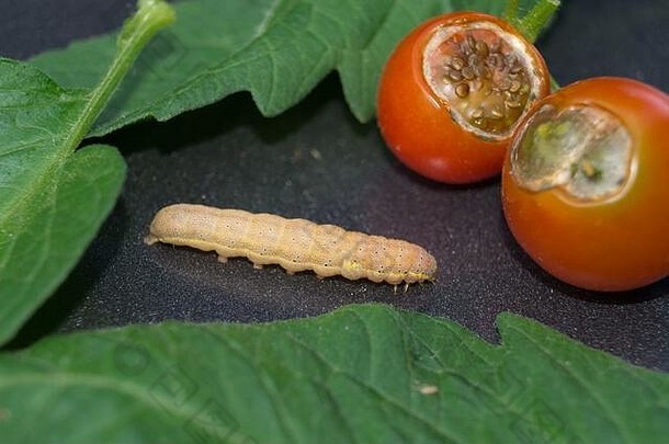 蔬菜害虫Lacanobia Mamerta