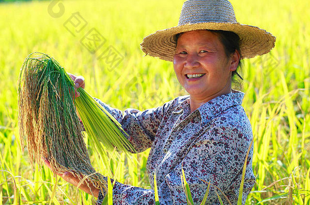 稻谷里的快乐亚洲农民肖像，稻谷丰收，田里的女农民抱着稻谷微笑