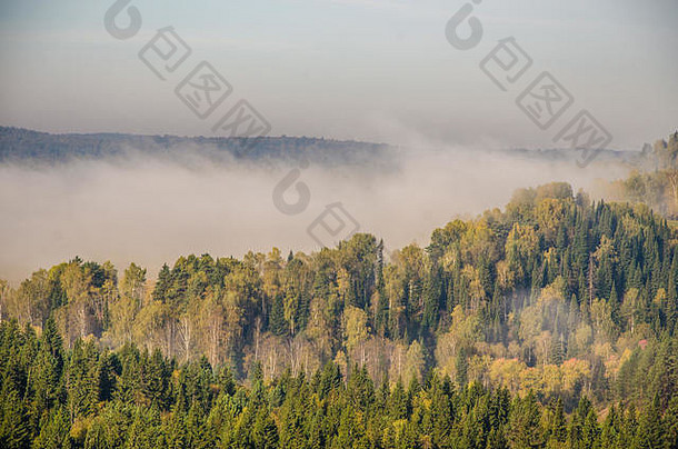 晨雾中山顶的针叶树。针叶林中浓浓的晨雾。茂密的绿色森林。