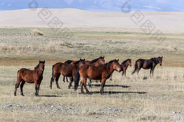 蒙古马草原戈壁沙漠中国