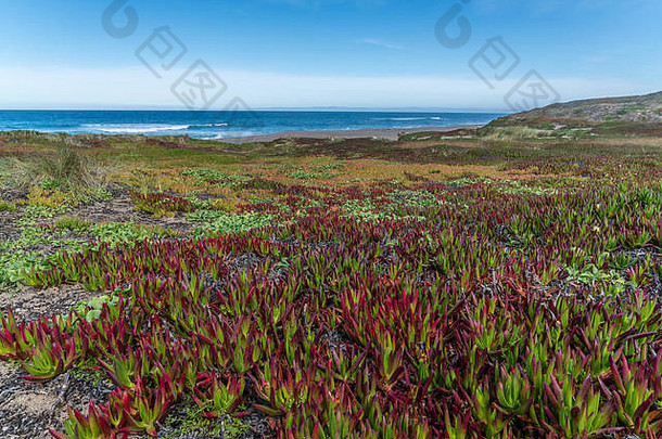 红色的绿色冰植物沙子沙丘太平洋海洋点雷耶斯加州