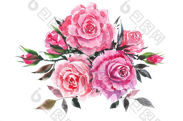 粉红色的玫瑰装饰花束玫瑰水彩背景
