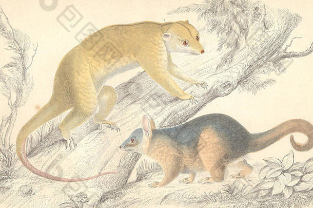 哺乳动物拉普纳库斯库斯库克的库斯库斯戈德史密斯手彩色
