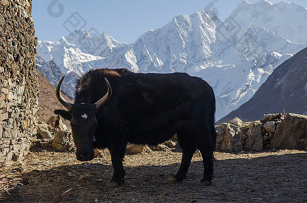 马纳斯卢巡回长途跋涉的努布里河谷上游桑多村的一头牦牛
