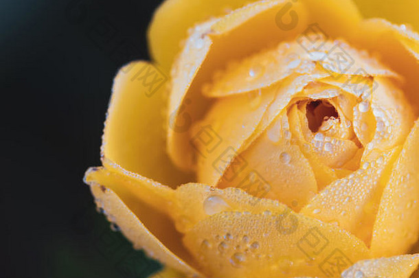 黄玫瑰上的水滴，花瓣的特写，春夏质感的宏观照片，空间。