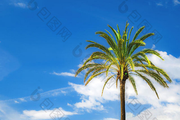 明亮的绿色棕榈树，<strong>背景</strong>是蓝色多云的天空