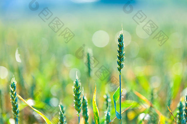 绿色小麦场