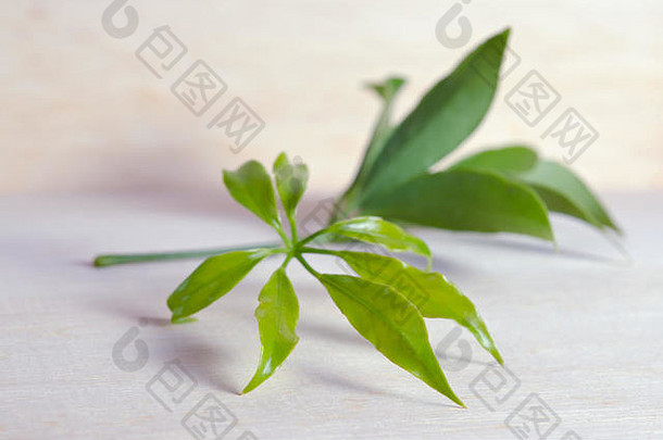 五加科叶-著名的泰国草本植物（也称为雪芙蓉，雪芙蓉，雪芙蓉）