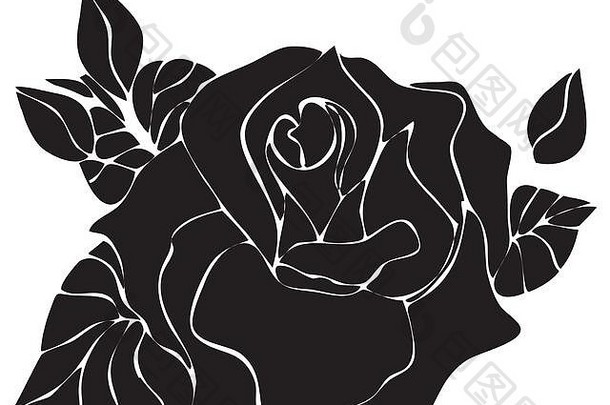 野生玫瑰花画草图线条白色背景