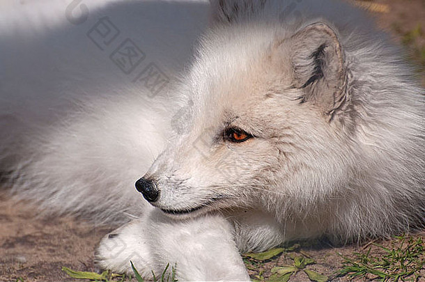 春天一只北极狐的特写镜头。