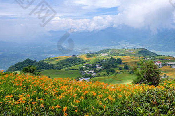 台湾花莲浮力六十石山（柳石丹山）蓝天白云的橙黄花菜花圃