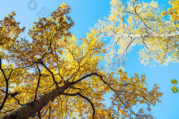 阳光明媚的秋日，城市公园森林中被太阳照亮的橡树和桦树顶部俯视图