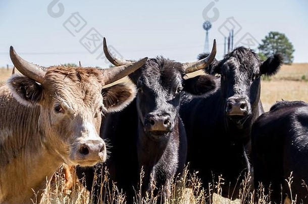 牛在前一直生活在开阔的牧场上。