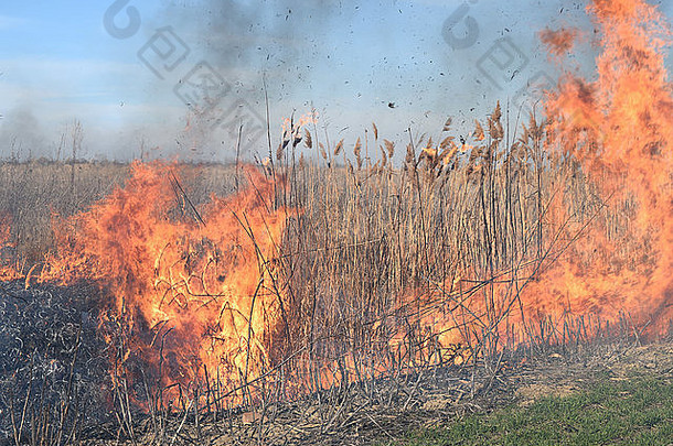 燃烧干草和芦苇。干草灌木丛中的田地和沟渠。