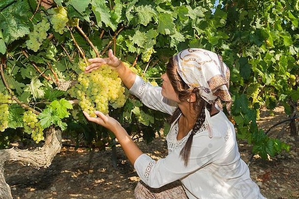葡萄产品质量控制inpection葡萄园年轻的女人农民检查葡萄质量收获季节农业占领概念