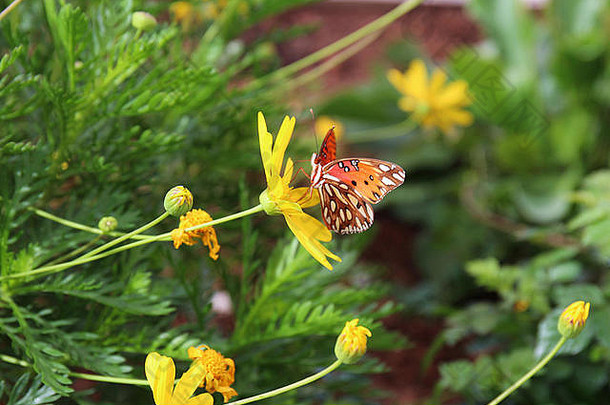 一只墨西哥湾贝母<strong>蝴蝶</strong>的特写镜头，利用波基效应，在一朵花上伸<strong>展</strong>其probiscus