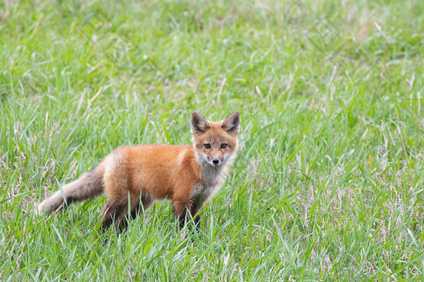 红色的狐狸狐狐工具包等待那长满草的山春天加拿大