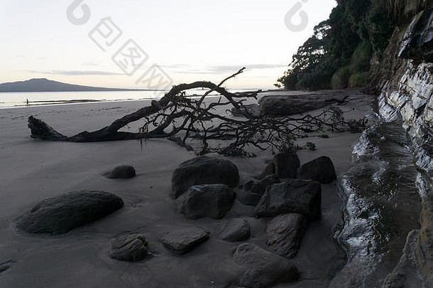 新西兰奥克兰。北岸海滩的浮木