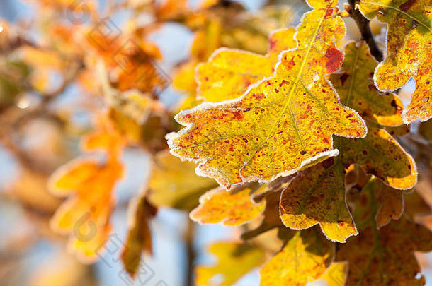 秋天的清晨，树林里的橡树叶上结着白霜。秋冬季节森林上的树叶、霜和冰，特写。