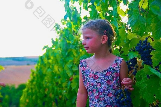 在阳光明媚的秋天葡萄园里，可爱的小女孩手里拿着新鲜的蓝葡萄。穿着<strong>花裙子</strong>的学龄前女孩。带着一串蓝葡萄的可爱小女孩。秋与童年概念