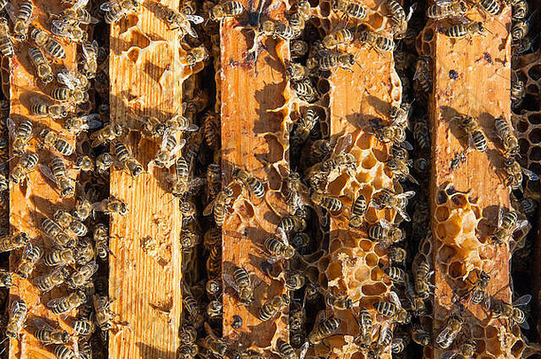 关闭视图打开蜂巢身体显示帧填充蜂蜜蜜蜂