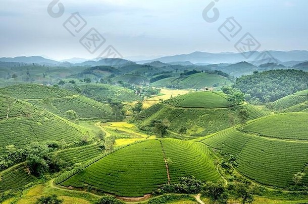 越南福寿省龙阁茶山，一个大雾蒙蒙的清晨。龙可可被认为是越南最美丽的茶山之一，胡