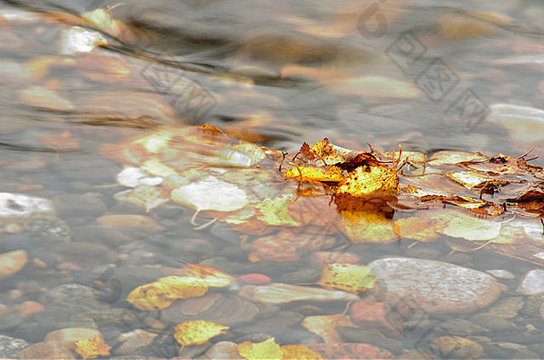 美丽的秋桦叶卡在冰冷的河流中宏观照片