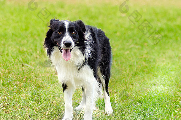 一只年轻、健康、美丽、黑白相间的边境牧羊犬站在草地上，看起来非常快乐。苏格兰牧羊犬