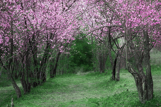 樱桃花朵美丽的春天花园树草