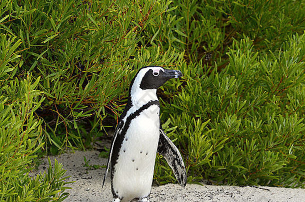 非洲企鹅spheniscus德梅勒斯南非洲